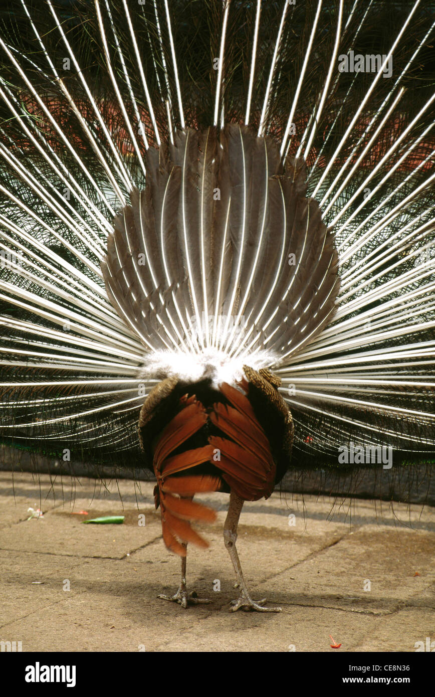 HMA 80039 : Indian Bird Peacock backview rearview danse Kerala Inde Alappuzha Banque D'Images