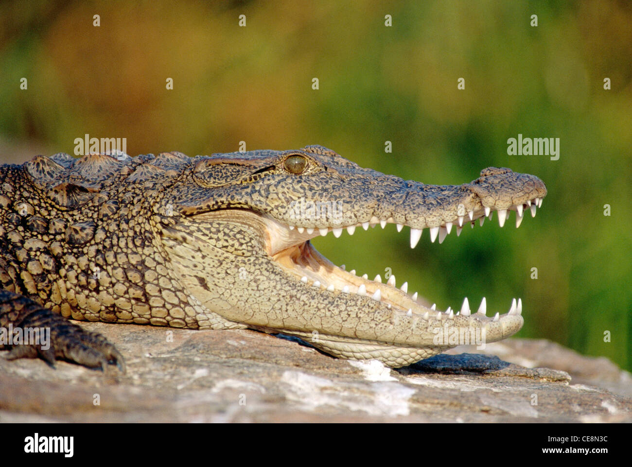 Crocodile indienne vue latérale de profil, bouche ouverte, Inde Banque D'Images