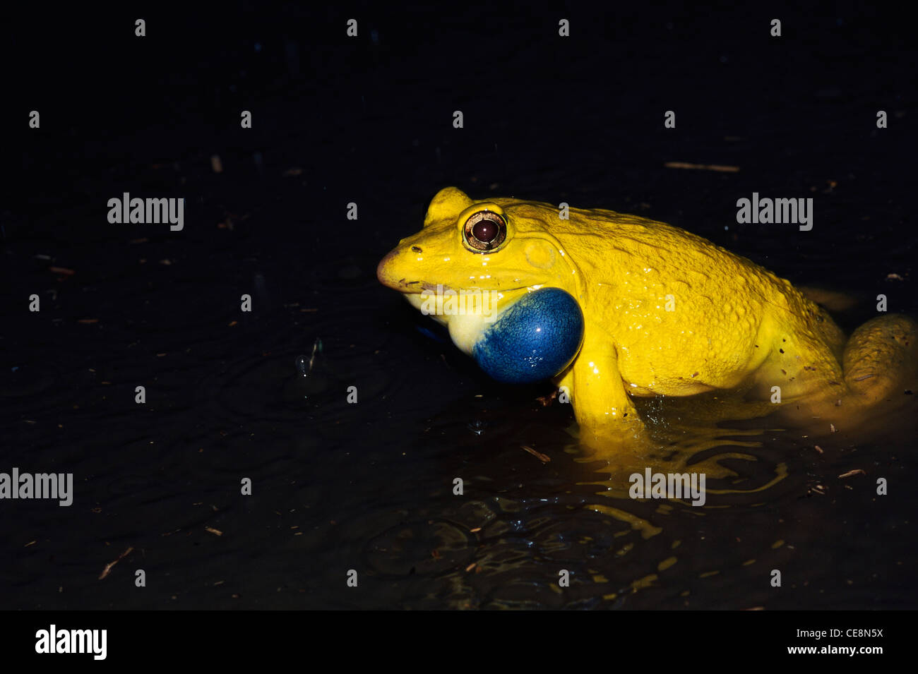 Grenouille de taureau indien, ouaouaron indien, ouaouaron d'Indus Valley, ouaouaron asiatique, ouaouaron de l'ANASE, ouaouaron asiatique, grenouille dorée, grenouille verte, grenouille de tigre, Inde Banque D'Images