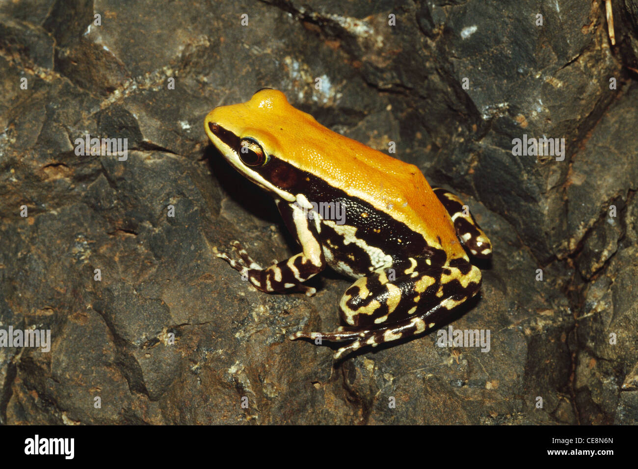 Amphibiens , grenouille des collines Malabar indiennes, grenouille Fungoïde , Rana malabarica , Inde Banque D'Images