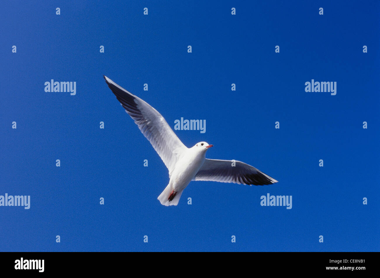 MBT 80057 : Bird Seagull flying Larus ridibundus Linnaeus , Bombay Mumbai , MAHARASHTRA , INDE Banque D'Images