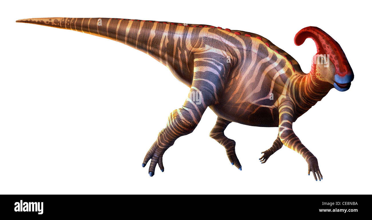 Parasaurolophus 'près de lézard à crête' décrit pour la première fois en 1922 a été vécu de dinosaures du crétacé fin autour de 70 millions d'années Banque D'Images