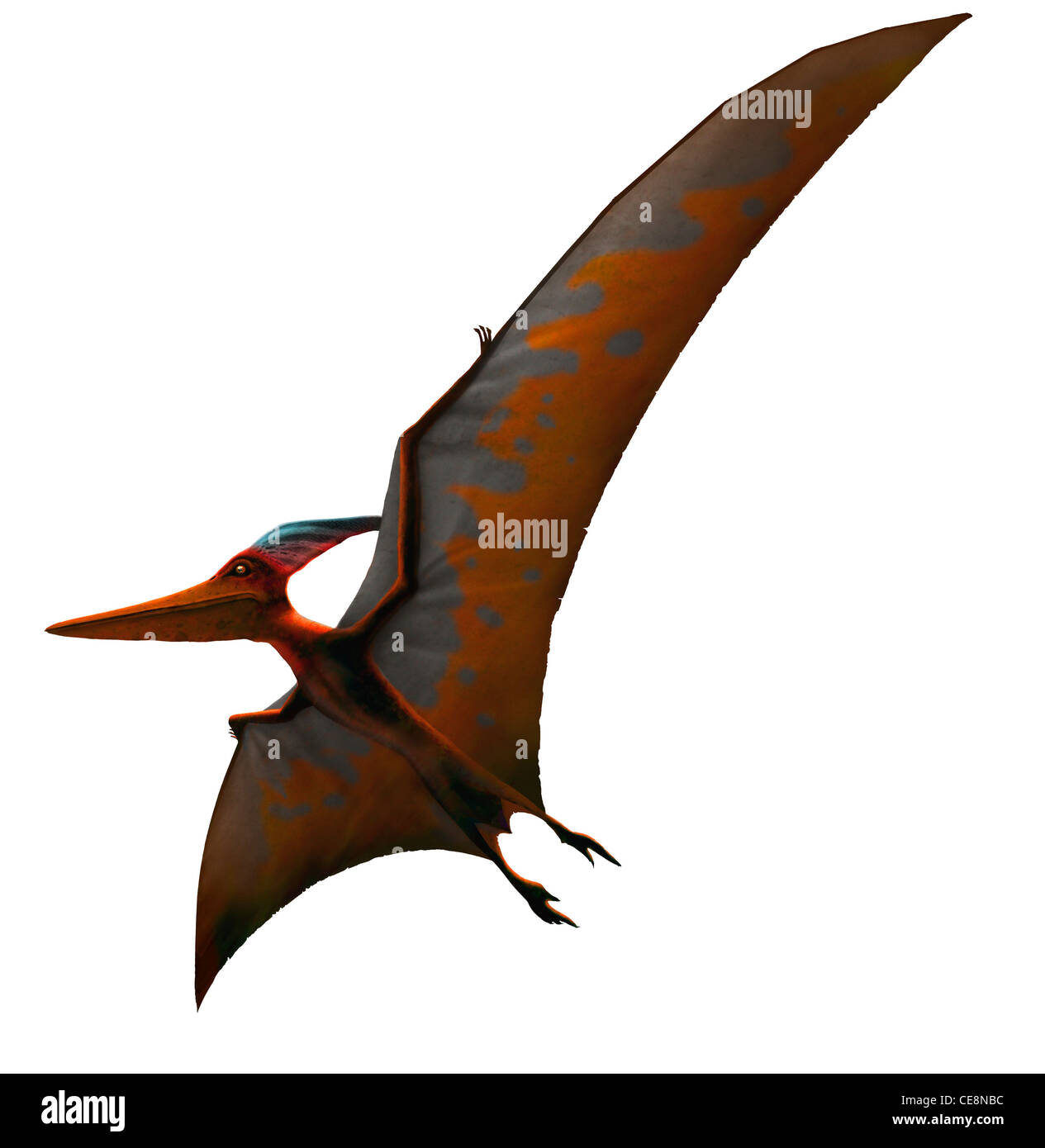 Pteranodon signifiant 'ailes' édenté a été l'un plus connu de tous les ptérosaures ou reptiles volants envergure de plus de 6 mètres 20 ft il Banque D'Images