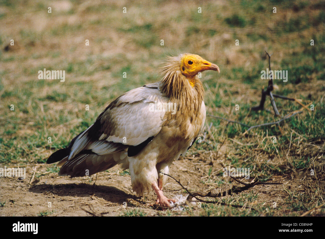 Oiseau , Vulture égyptienne , Vautour égyptienne , vautour blanc , poulet pharaon , Neophron percnopterus , inde , asie Banque D'Images