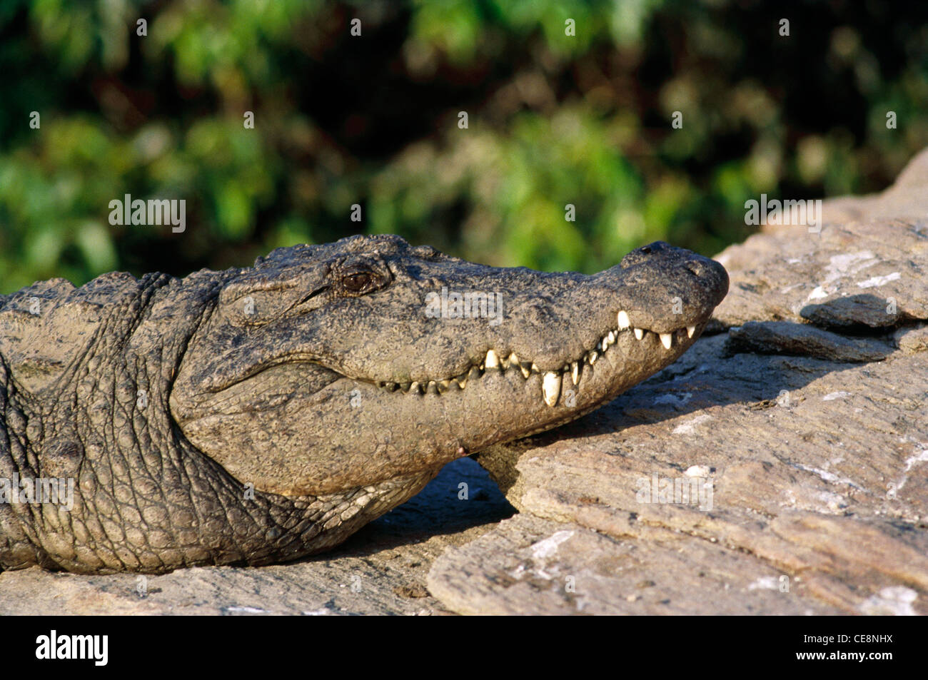 TAN 80005 : voyou , Reptile , Marsh profil crocodile Crocodylus palustris face close up Ranganthitto , Karnataka , Inde Banque D'Images