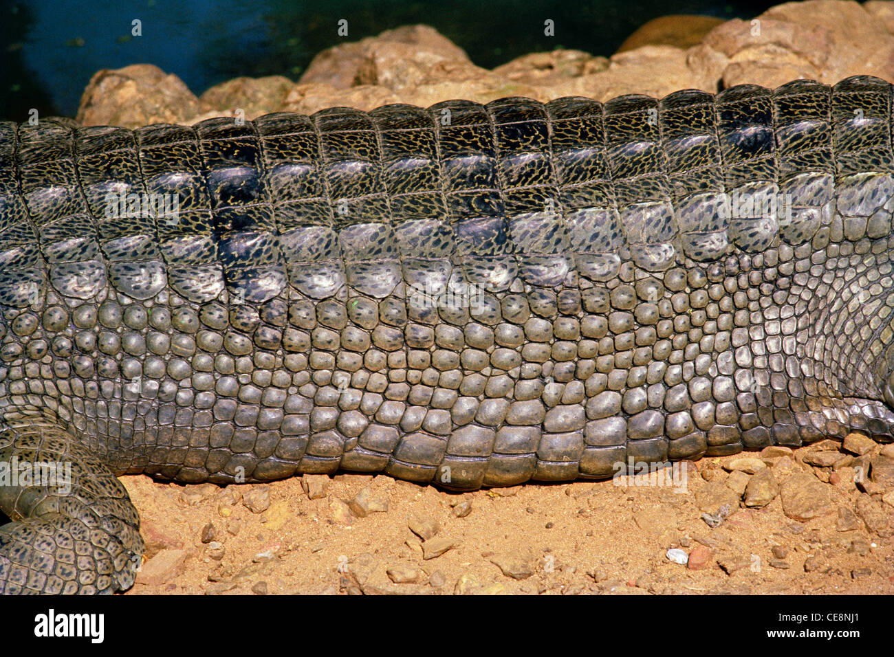Crocodile peau de gros, crosse crocodile , crocodile de marais , crocodile de large museau , mugger , Crocodulus Palustrus , inde , asie Banque D'Images