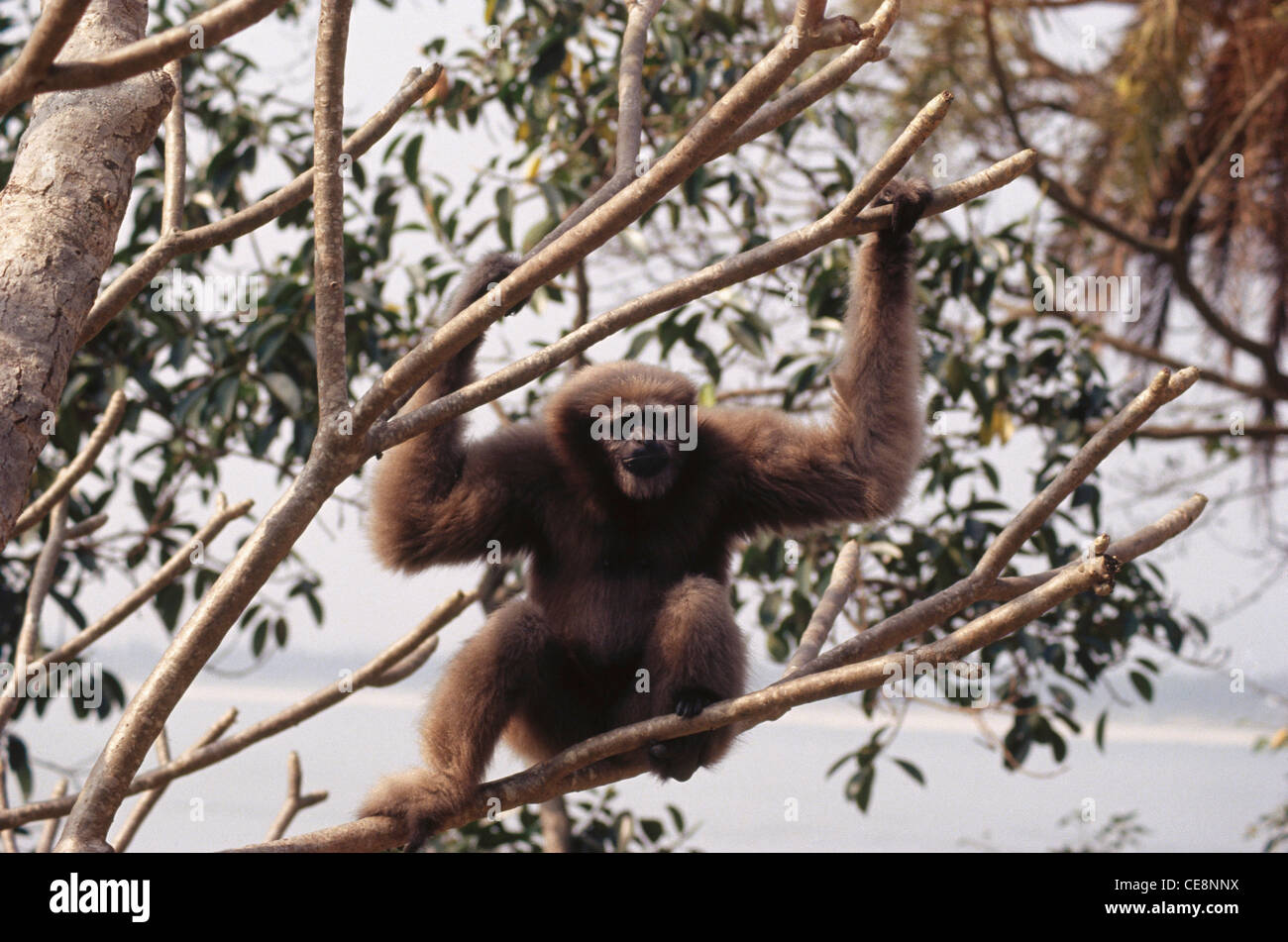 Hoolock Gibbon ; Hylobates hoolock ; Hoollongapar Gibbon Sanctuary ; Jorhat ; Assam ; inde ; asie Banque D'Images