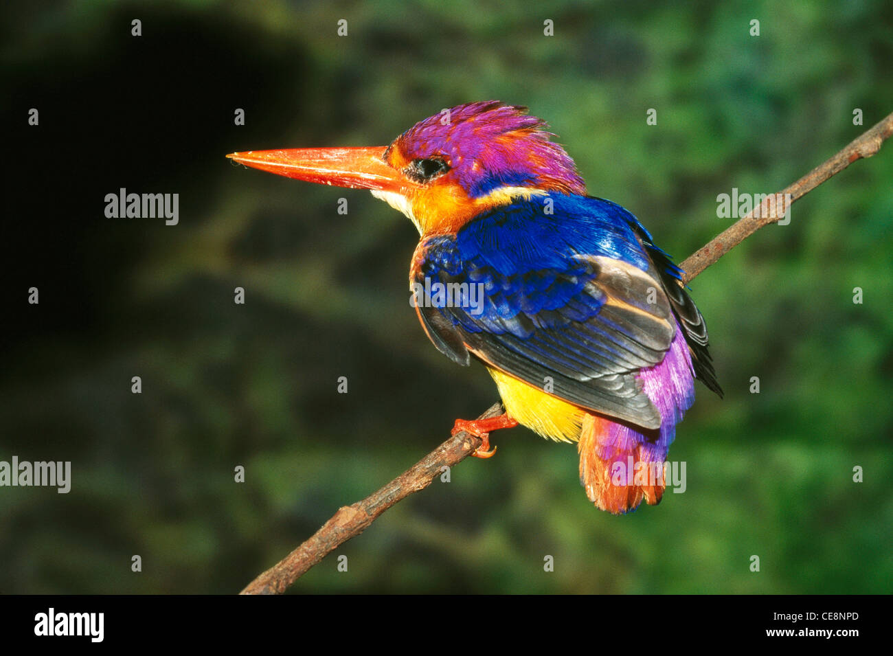 L'Oriental Dwarf Kingfisher également connu sous le nom de Black Kingfisher adossés ou trois orteils, Kingfisher Alcedinidae Ceyx Erithacus Banque D'Images