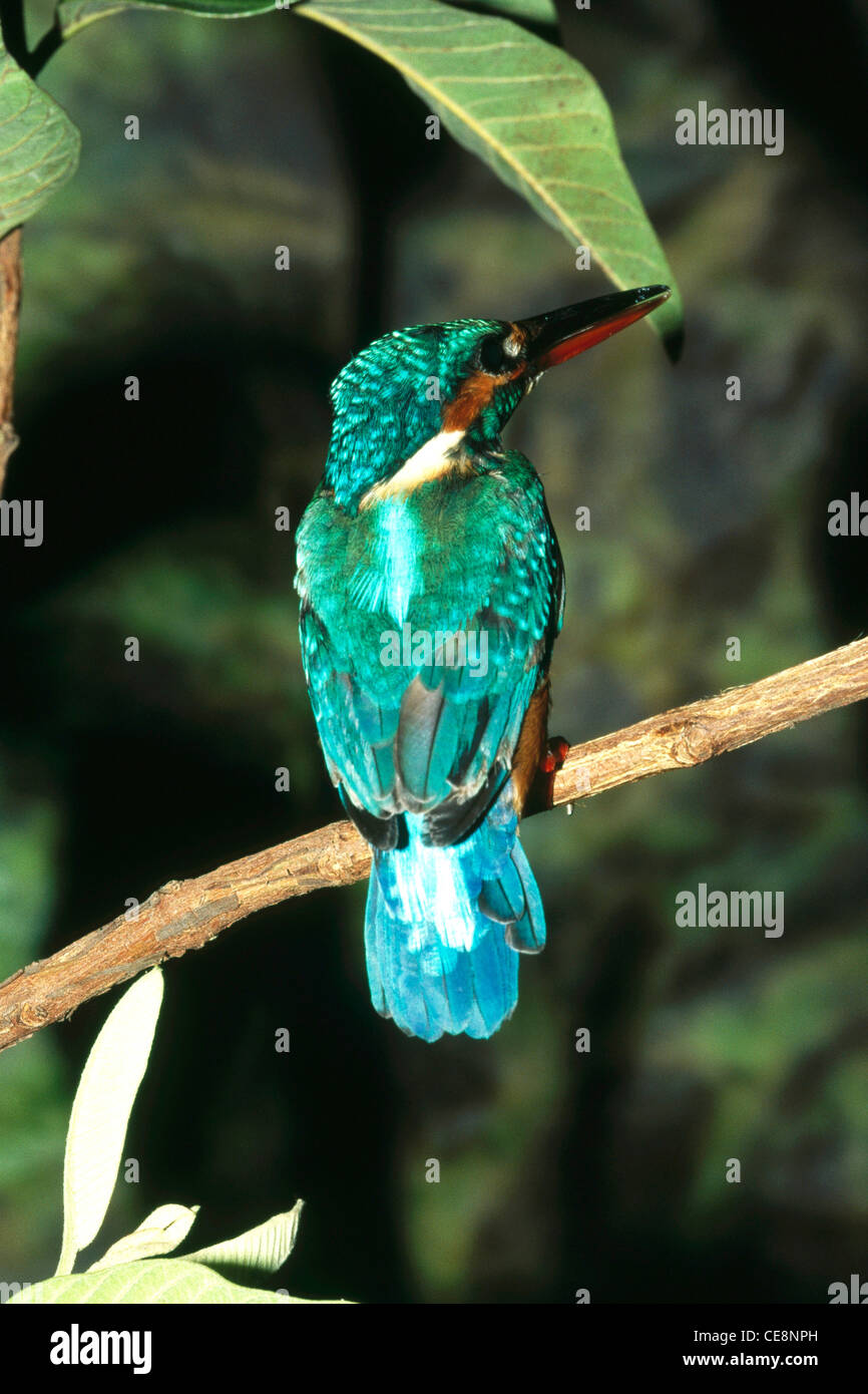 80140 IKA : Oiseaux , Petit Bleu Kingfisher Kingfisher Alcedo atthis commun ou Banque D'Images