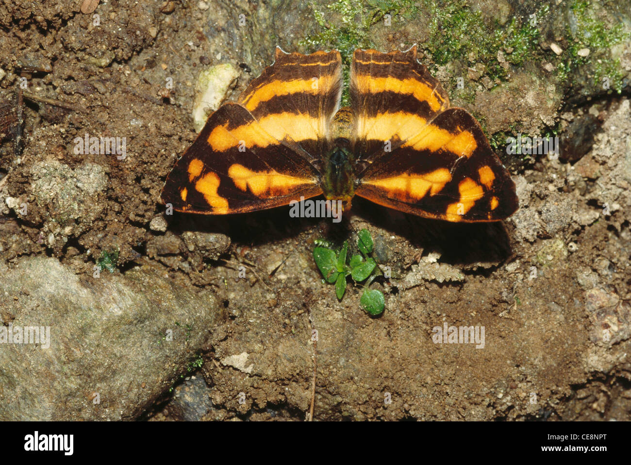 Papillon , jester commun , jester péninsulaire , Symbrenthia Lilaea , Arunachal Pradesh , Himalaya , Inde , asie Banque D'Images