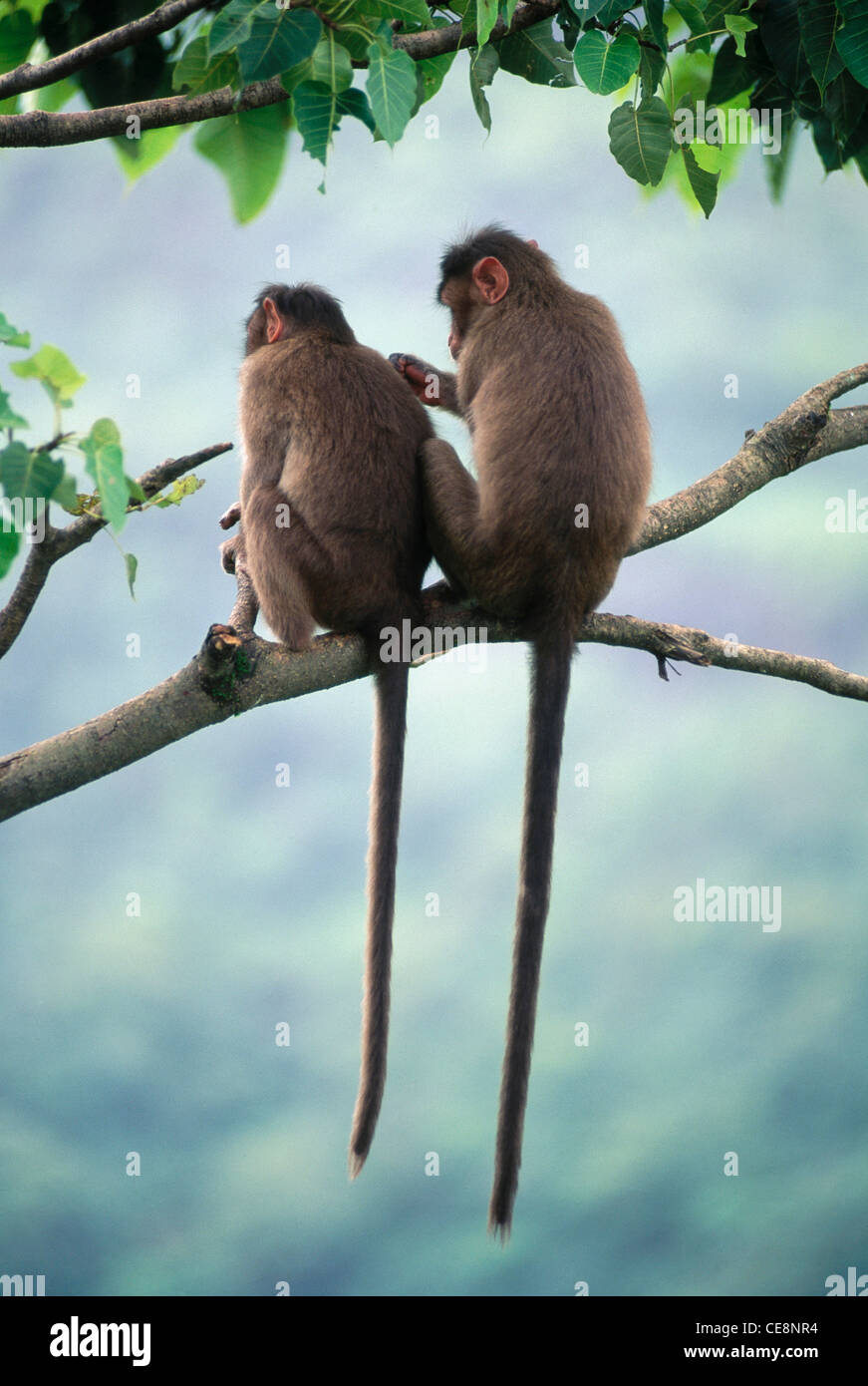 Monkey couple Banque de photographies et d'images à haute résolution - Alamy