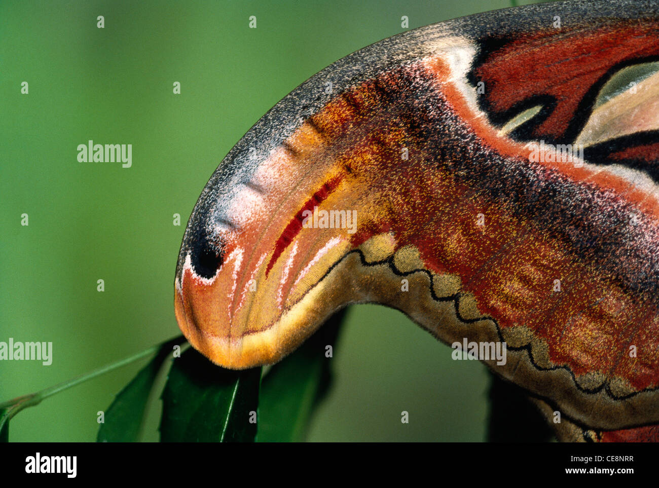 80181 IKA : Insectes , papillon , l'extrémité de l'aile protectrice des couleurs de l'Atlas moth ressemble à cobra snake head Banque D'Images