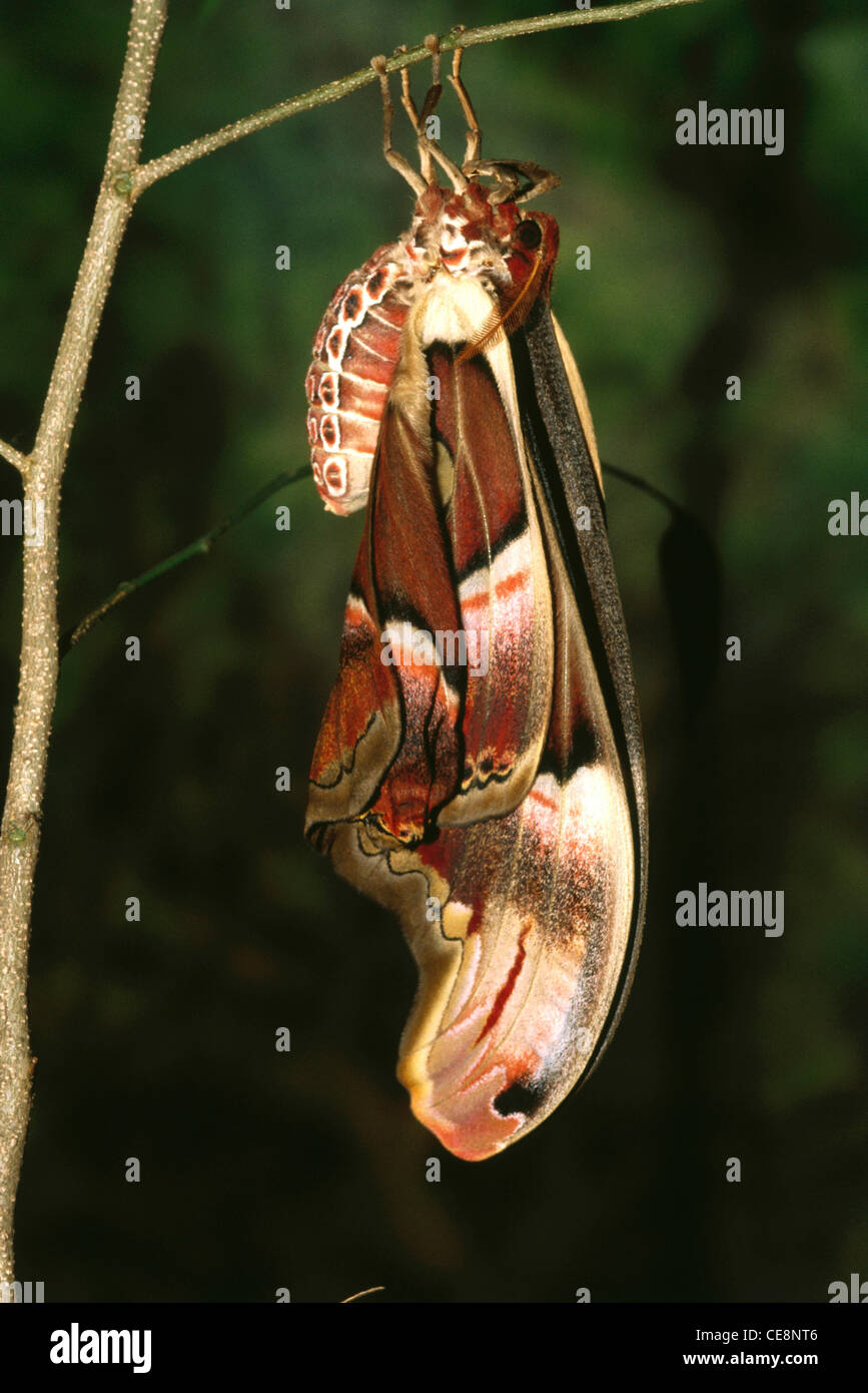 80186 IKA : Insectes , papillon , Papillon Attacus Atlas Séquence émergence plus grand monde amphibien Banque D'Images