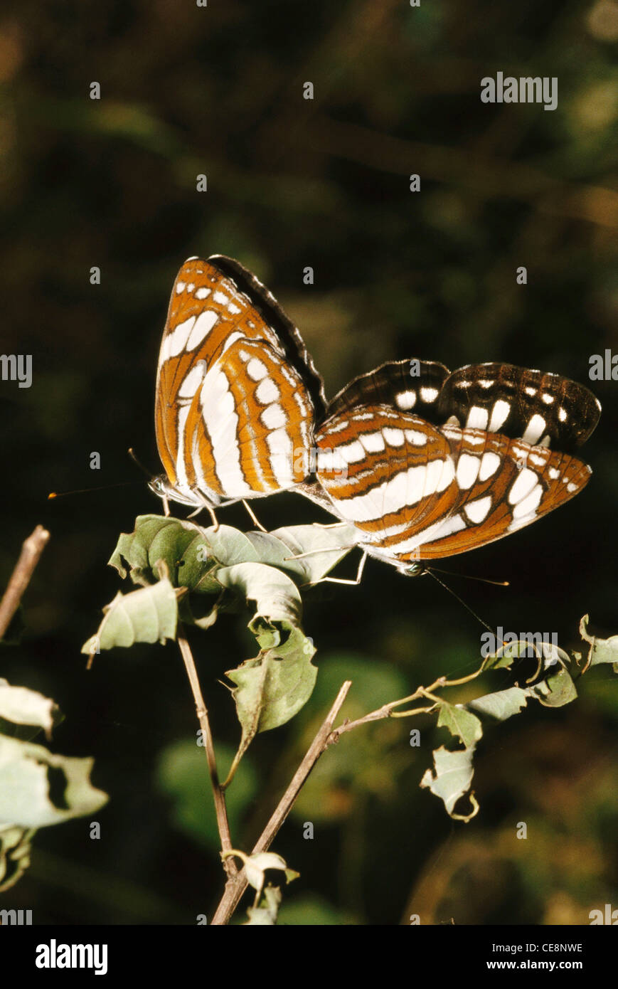 Accouplement des papillons , Saillor commun , Neptis hylas , inde , asie Banque D'Images