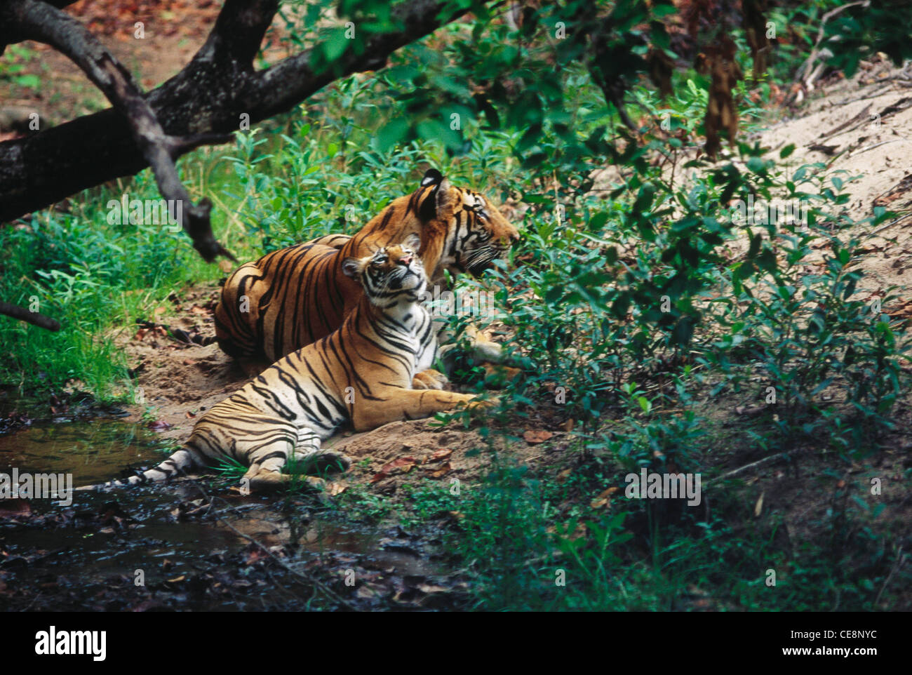 Couple de tigres au repos ; Panthera Tigris ; Parc national Bandhavgarh ; Parc national bandhavgarh ; madhya pradesh ; inde ; asie Banque D'Images