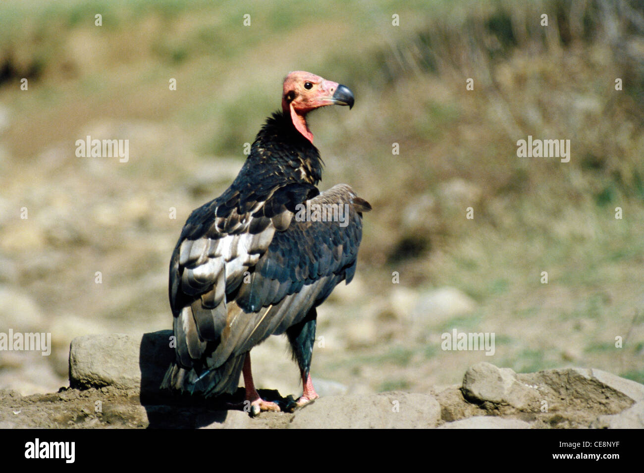 80111 SNA : oiseau noir ou King Vulture Torgos Calvus Banque D'Images