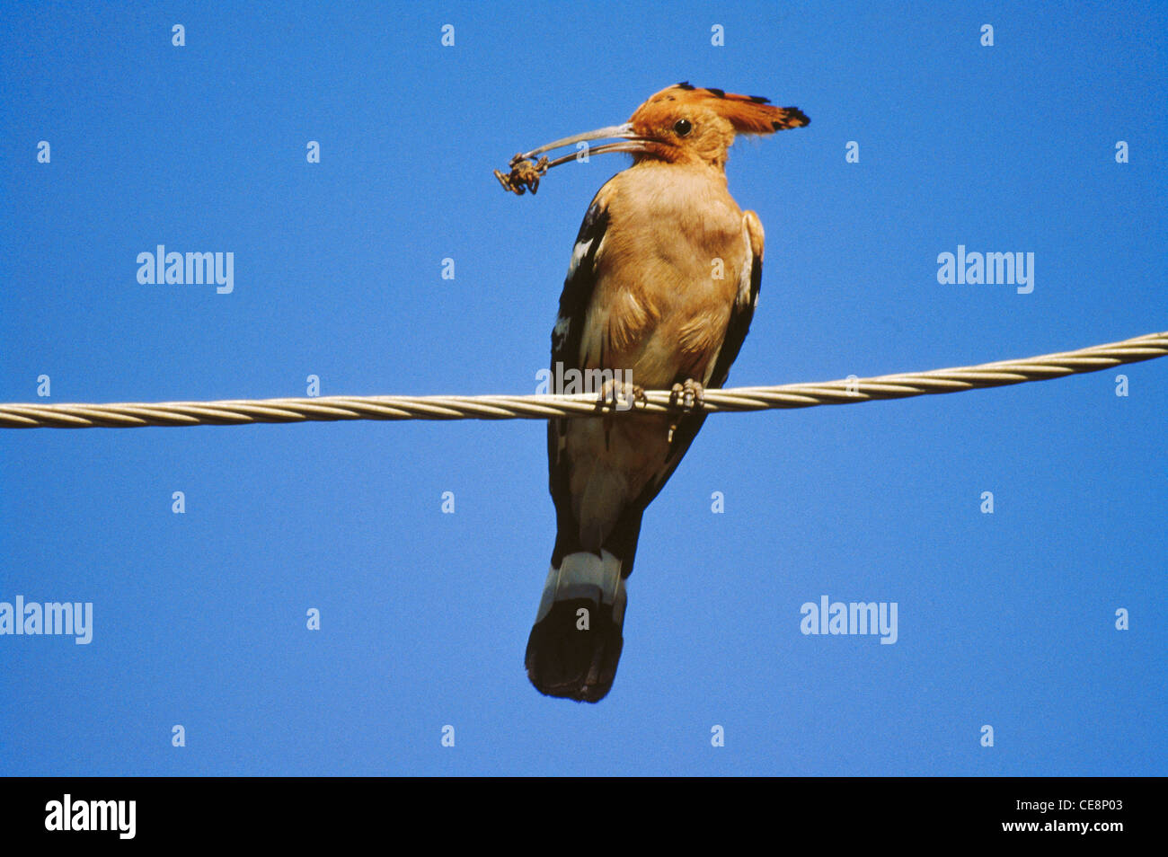 80136 SNA : oiseau Huppe fasciée Upupa epops avec des aliments pour animaux assis sur un fil Banque D'Images