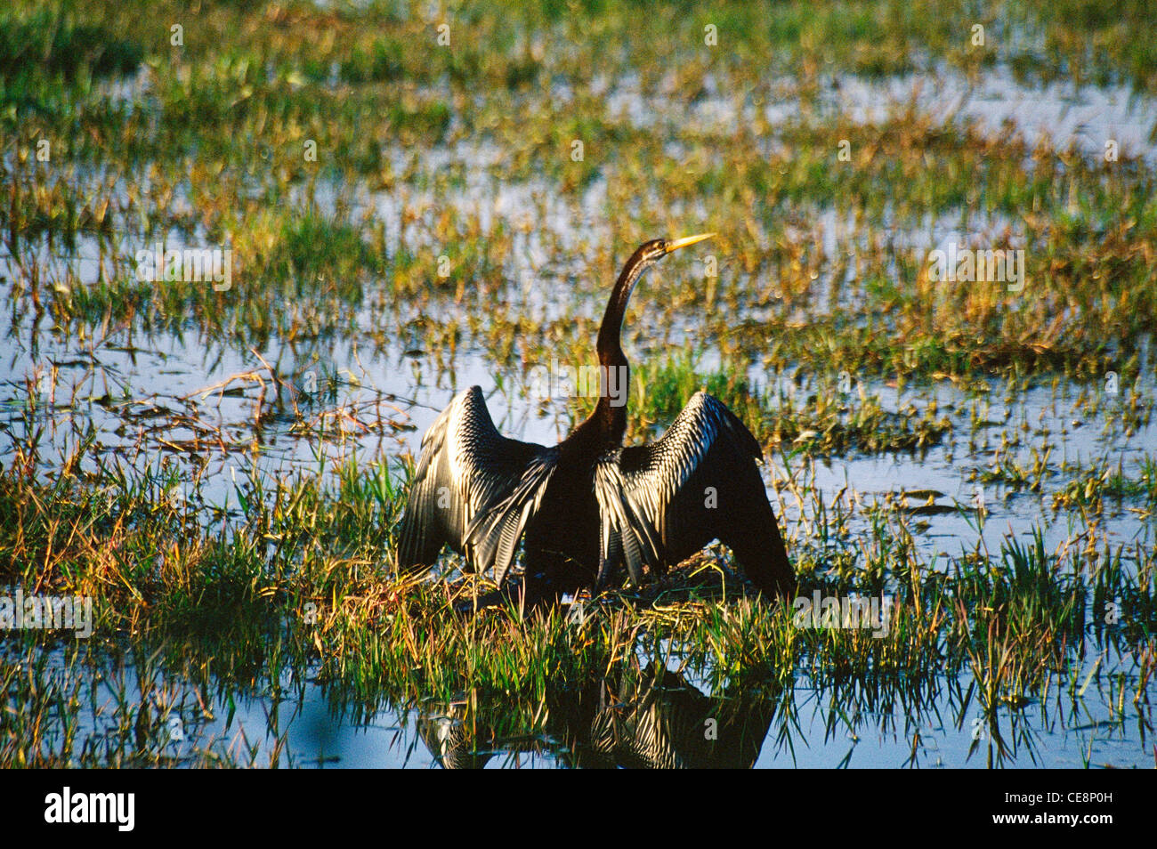 UGA 80120 : Indian Bird oiseau serpent ou vert Anhinga rufa , Bharatpur , Rajasthan , Inde Banque D'Images