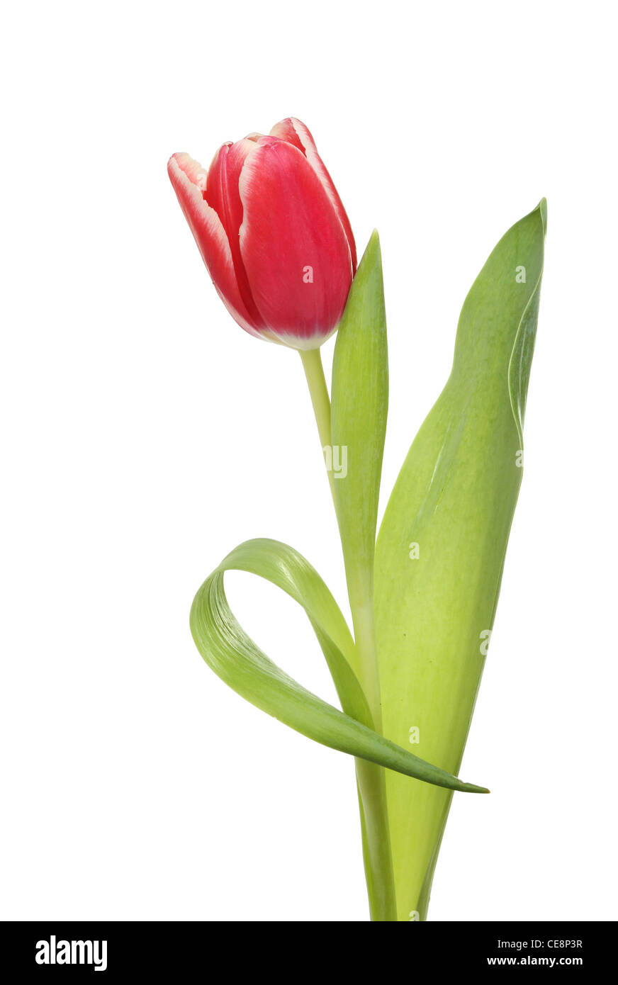 Tulipe rouge et blanc fleur et feuilles isolées contre white Banque D'Images