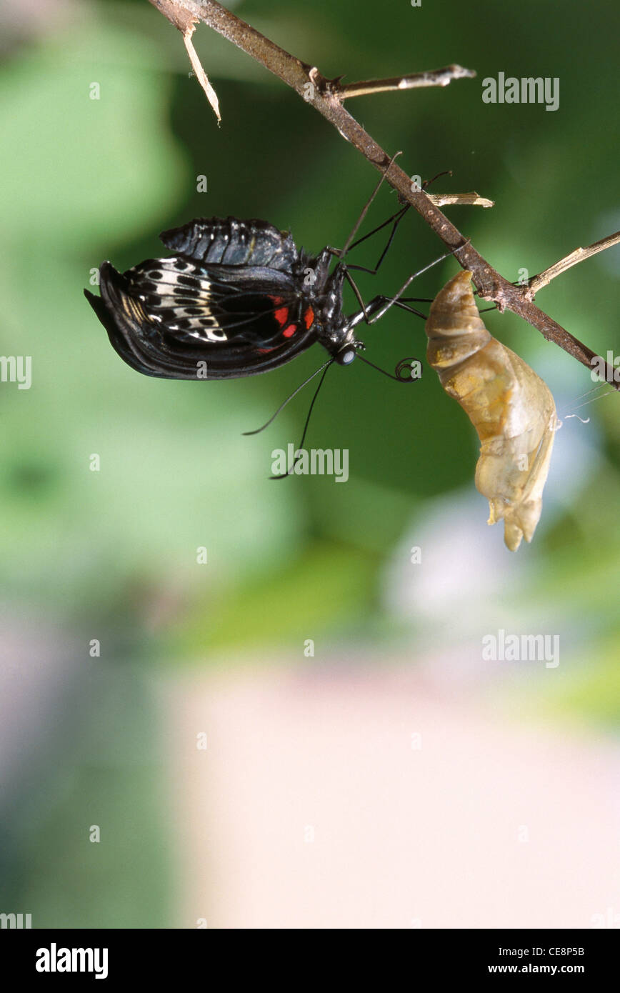 80238 IKA : Indian Bleu papillon Mormon Papilio Polymnester 21 série émergentes Banque D'Images