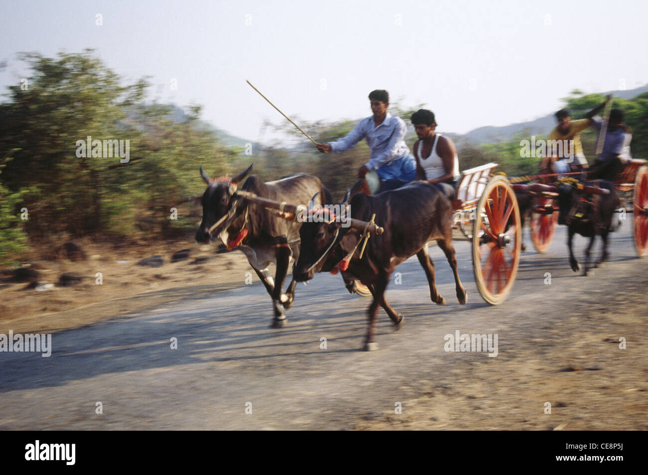 81044 RSC : Indian Bullock Panier Race Maharashtra inde Banque D'Images