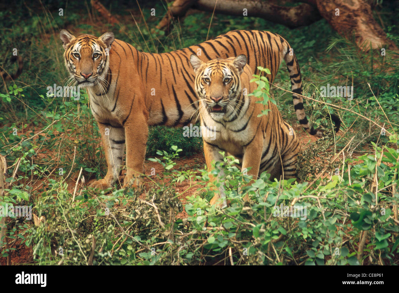 Tigre de l'Inde un couple debout à un coin de l'Inde Banque D'Images