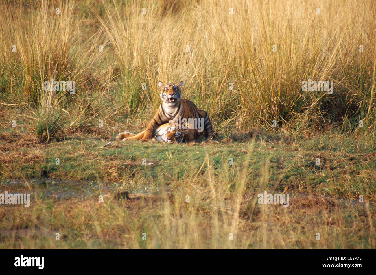 SOM 81012 : tigres indiens dans le parc national de Ranthambore rajasthan inde Banque D'Images
