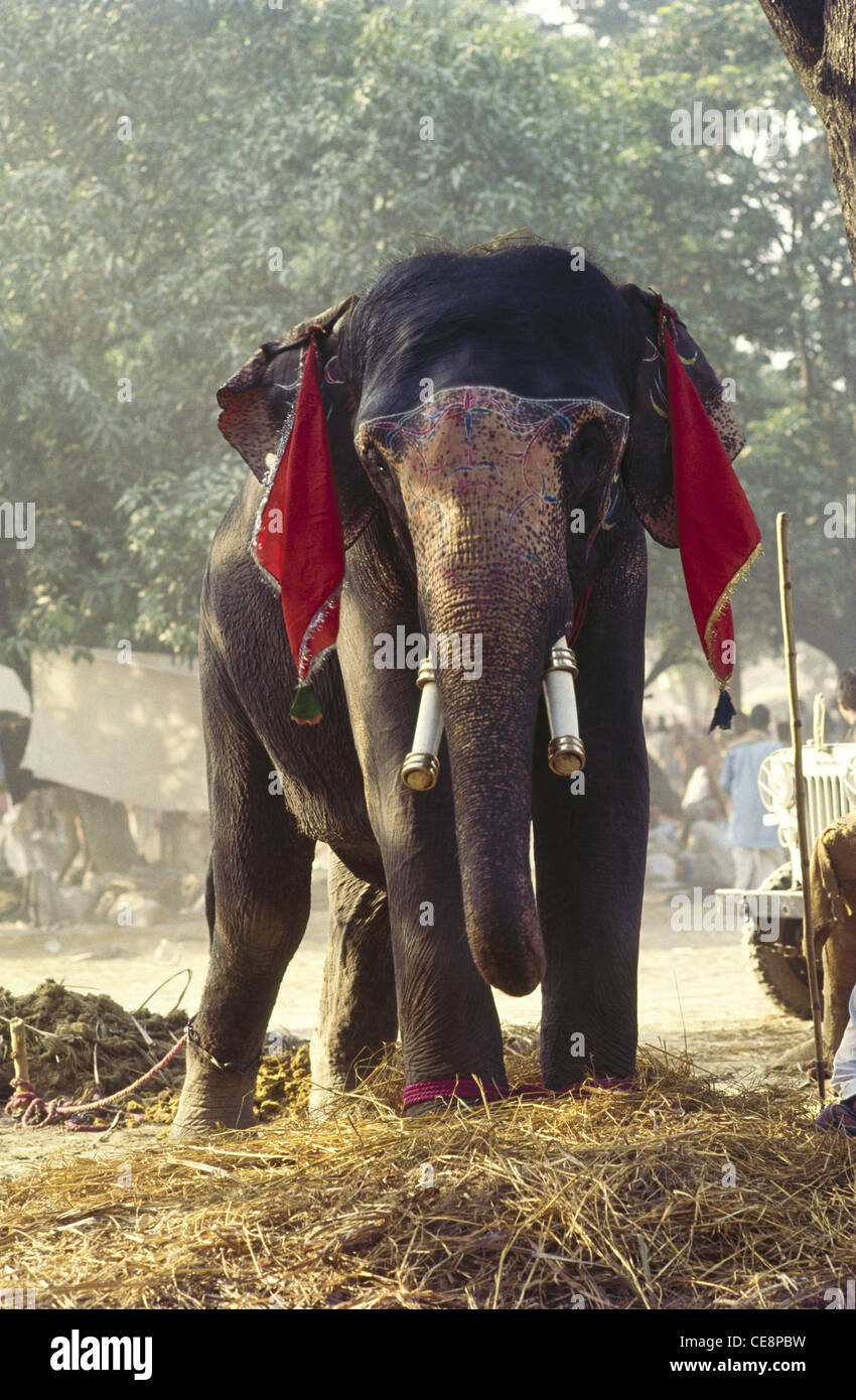 Elephant tusker indiennes à vendre à Sonepur juste au Bihar, en Inde Banque D'Images
