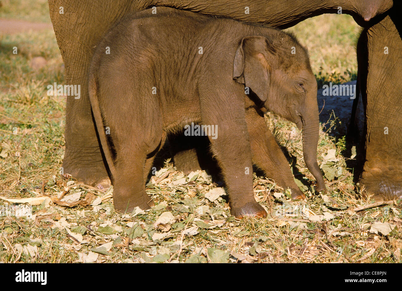 Bébé indien éléphant inde asie Banque D'Images
