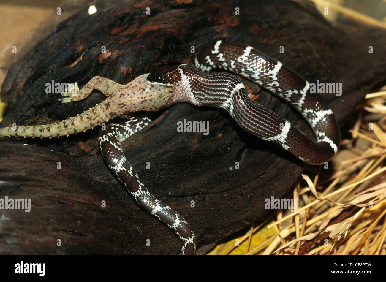 80423 IKA : Reptiles , les serpents , Loup commun Lycodon aulicus Couleuvre tachetée alimentation Gecko Maison Henidactylus brook Banque D'Images