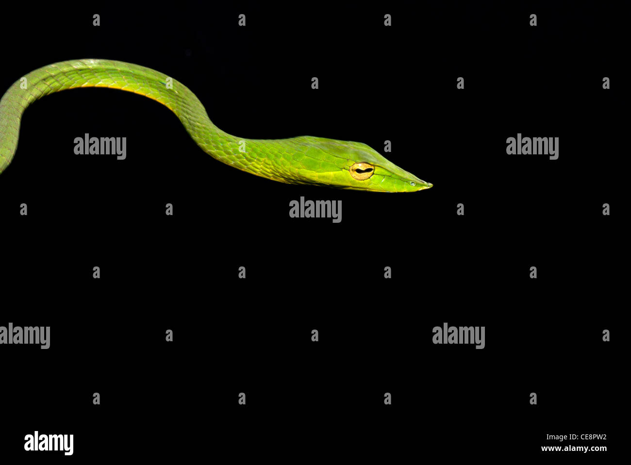80426 IKA : Reptiles serpents , vigne indien vert serpent Long Nez Banque D'Images