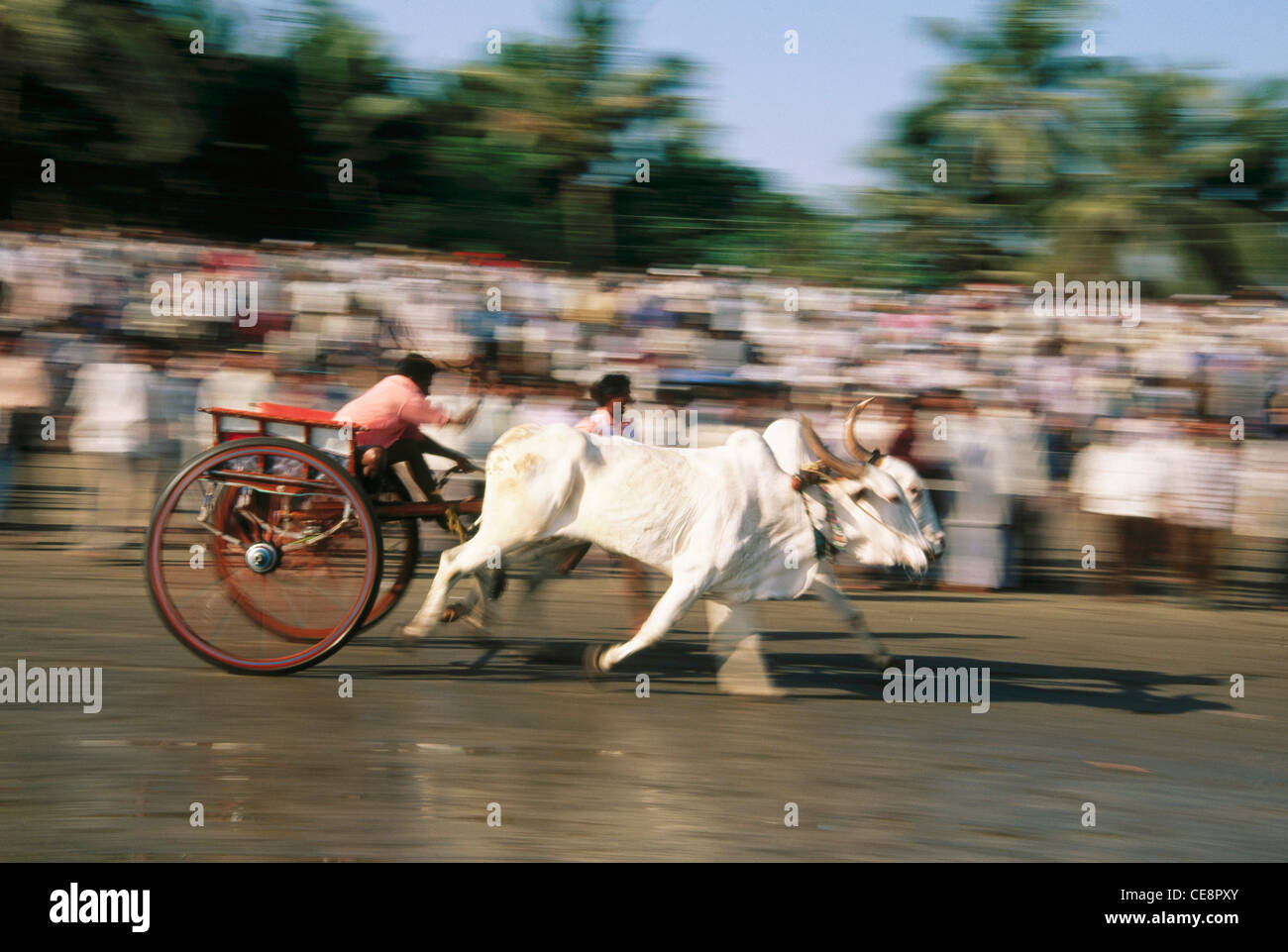 Bullock Cart Race , Plage d'Alibaug , Maharashtra , inde , asie Banque D'Images