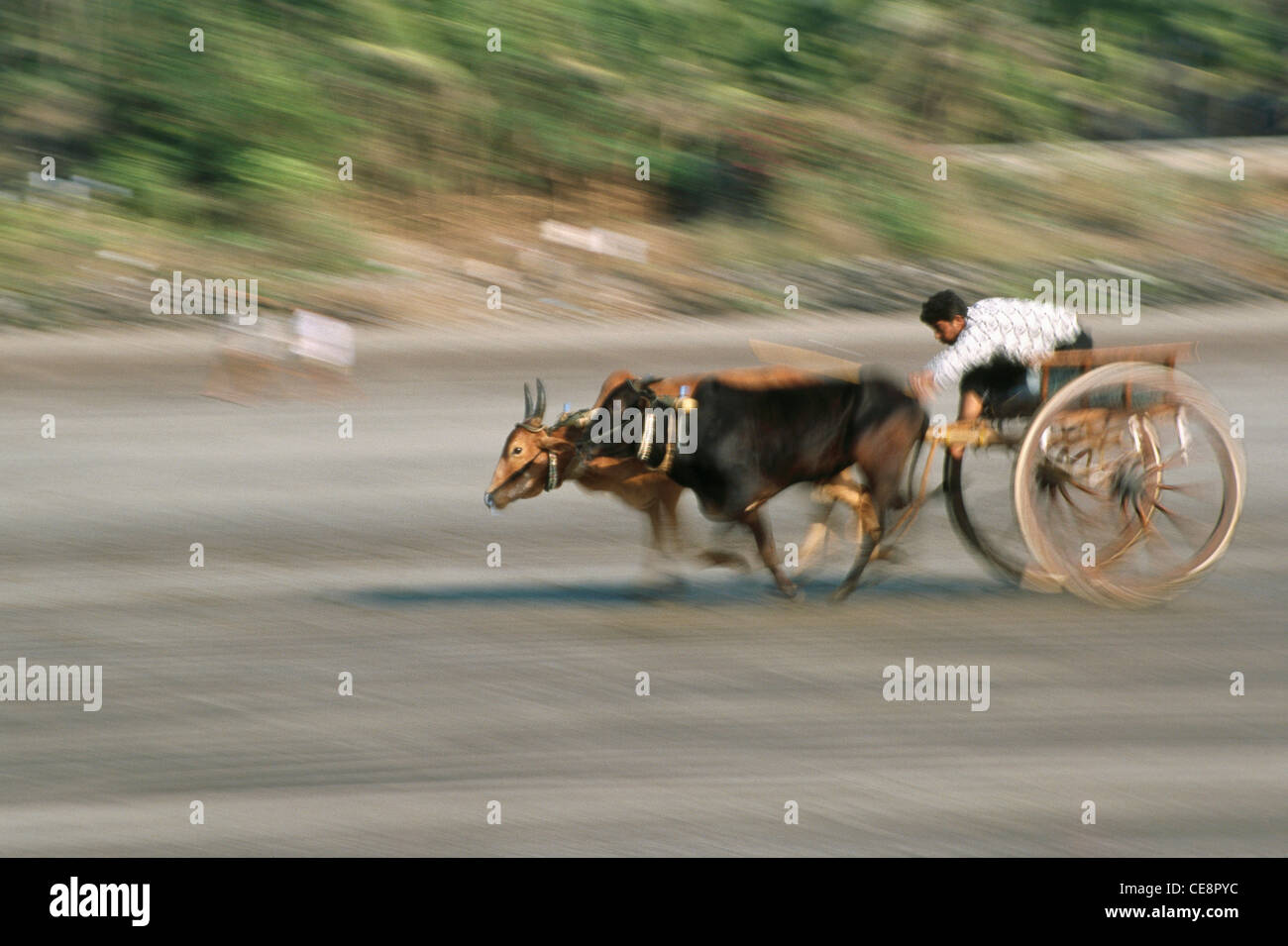 Course de chariot de Bullock indien sur la plage de Murud Janjira , district de Raigad , Maharashtra , Inde , Asie Banque D'Images