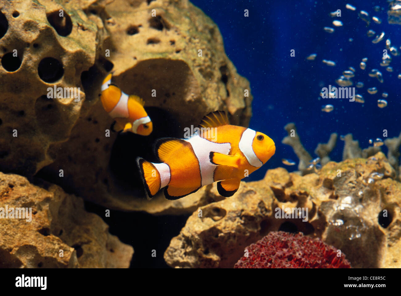 deux poissons clown dans l'aquarium , Banque D'Images