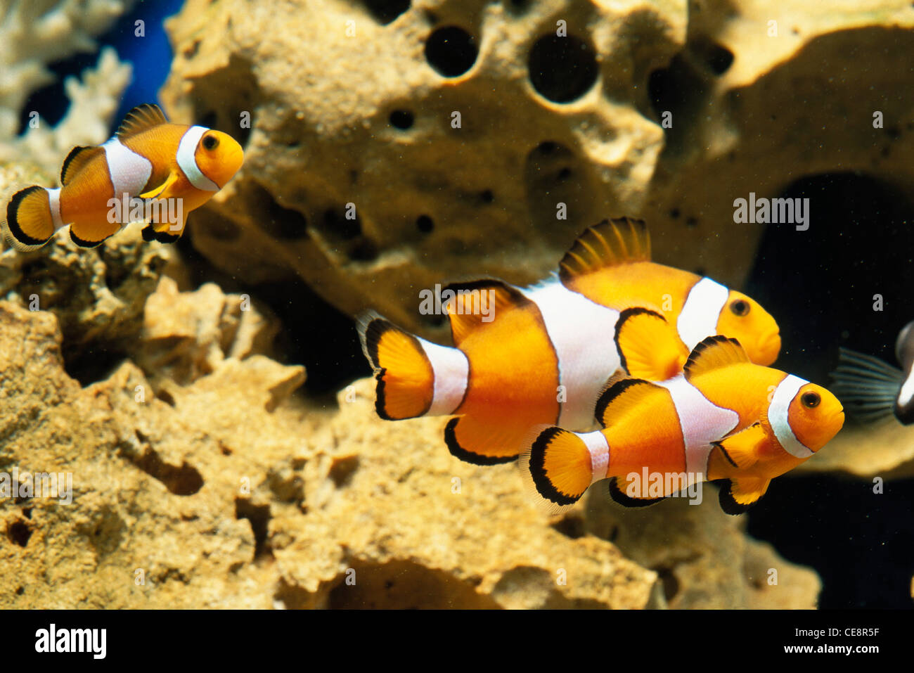 trois poissons clown dans l'aquarium , Banque D'Images