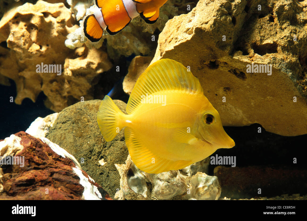 Zebrasoma flavescens , tang jaune , poisson dans aquarium , inde , asie Banque D'Images
