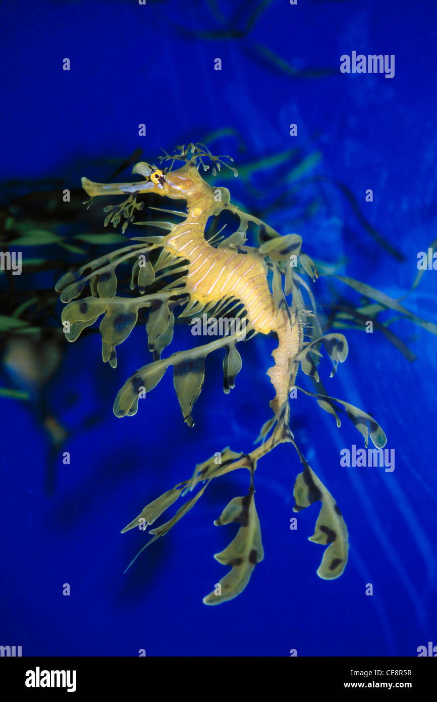 La vie marine Sea Dragon d'hippocampes Banque D'Images