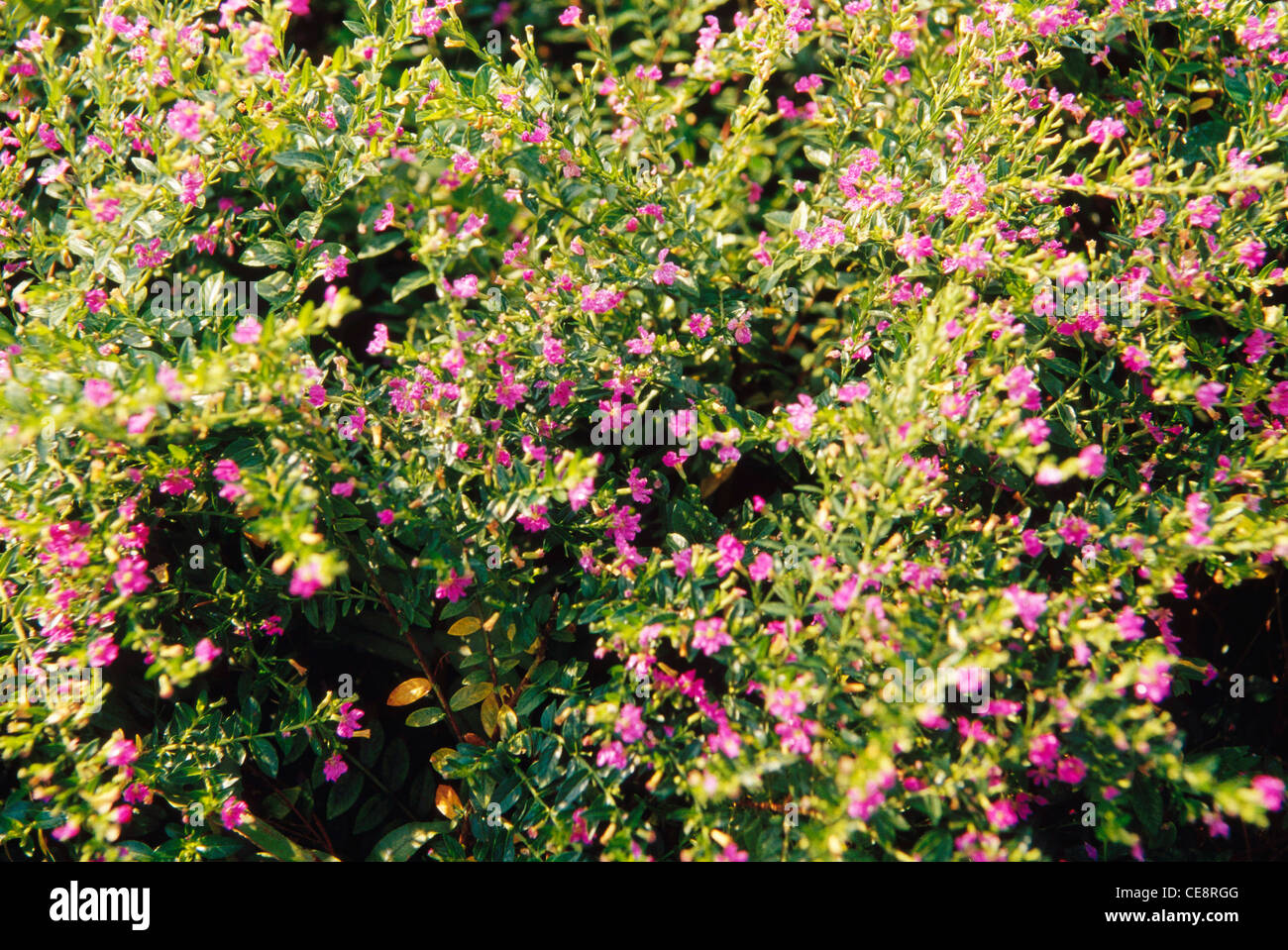 Bougainvilliers rose plante ornementale , jardin , nere , panvel , maharashtra , inde , asie Banque D'Images