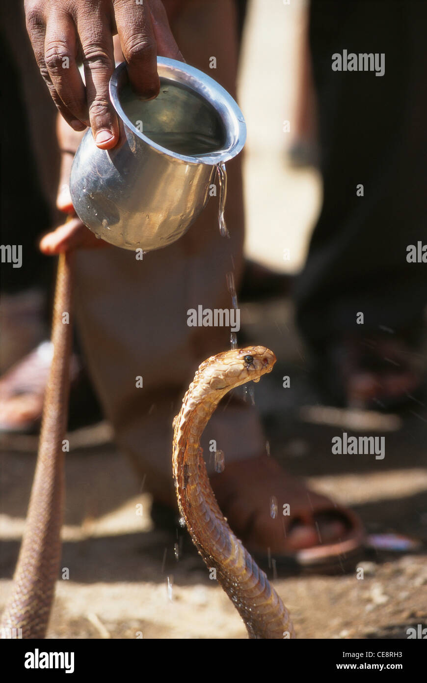 Verser de l'eau sur l'homme des bois du Roi Cobra , Nag panchami Festival de serpent cobra Nag ; histoire ; battis shirala inde Banque D'Images