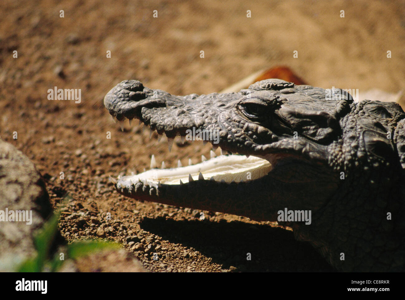 Crocodile de mugger , crocodile de marais , crocodile à large museau , mugger , Crocodylus palustris , inde , asie Banque D'Images