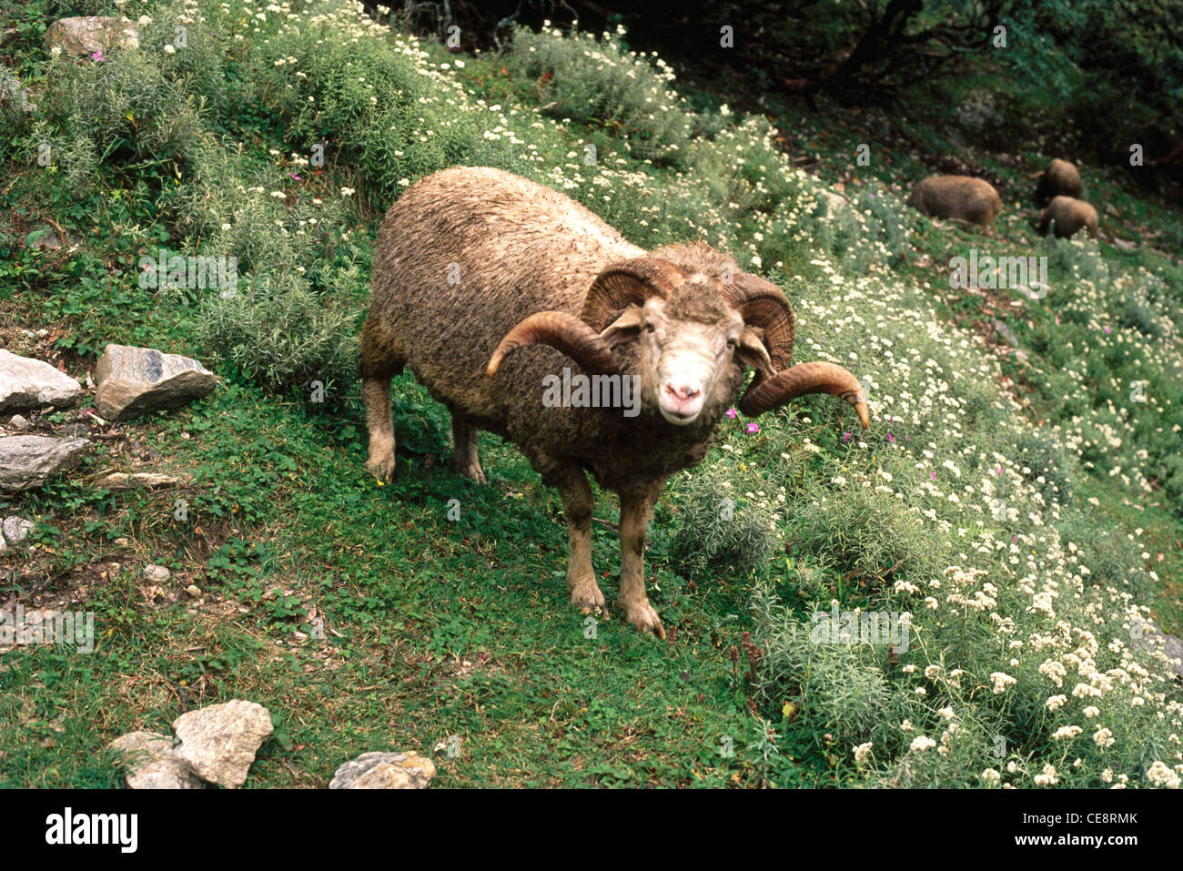 Les moutons, Ovis ammon polii blyth, Pindari Randonnée Glaciaire, Uttarakhand, Uttaranchal, Inde Banque D'Images