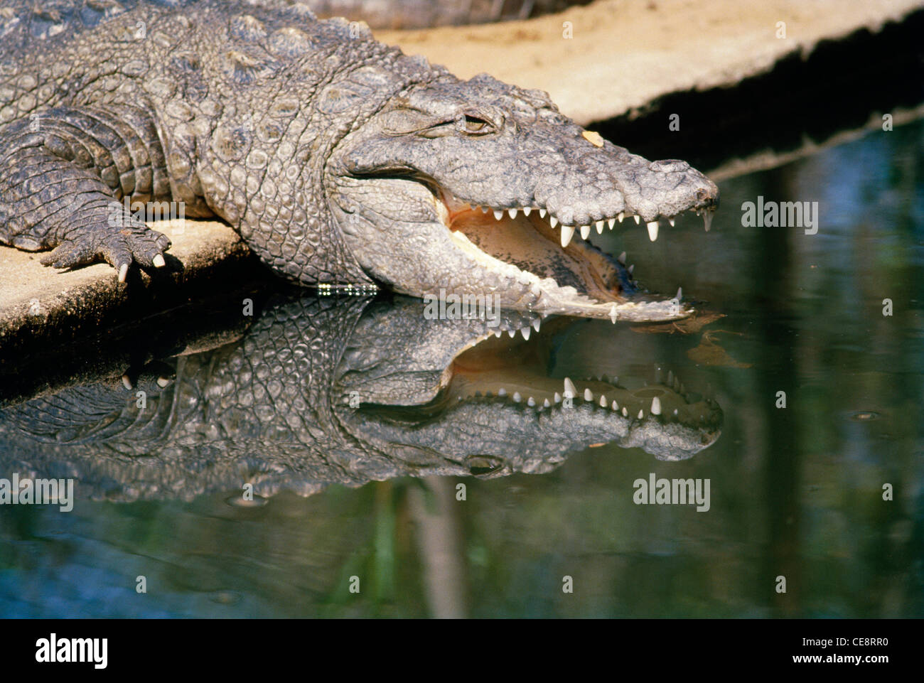 Crocodile de mugger , crocodile de marais , crocodile à large museau , mugger , Crocodylus palustris , inde , asie Banque D'Images