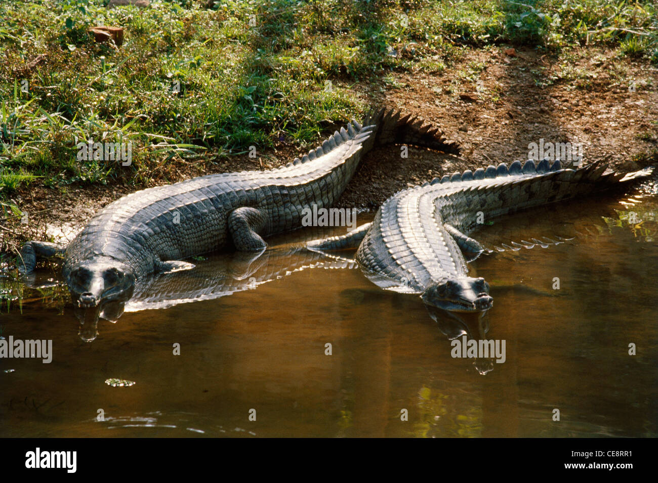 Gharial indien , crocodile de poisson ; Gavial ; Gavialis Gangeticus , inde , asie Banque D'Images