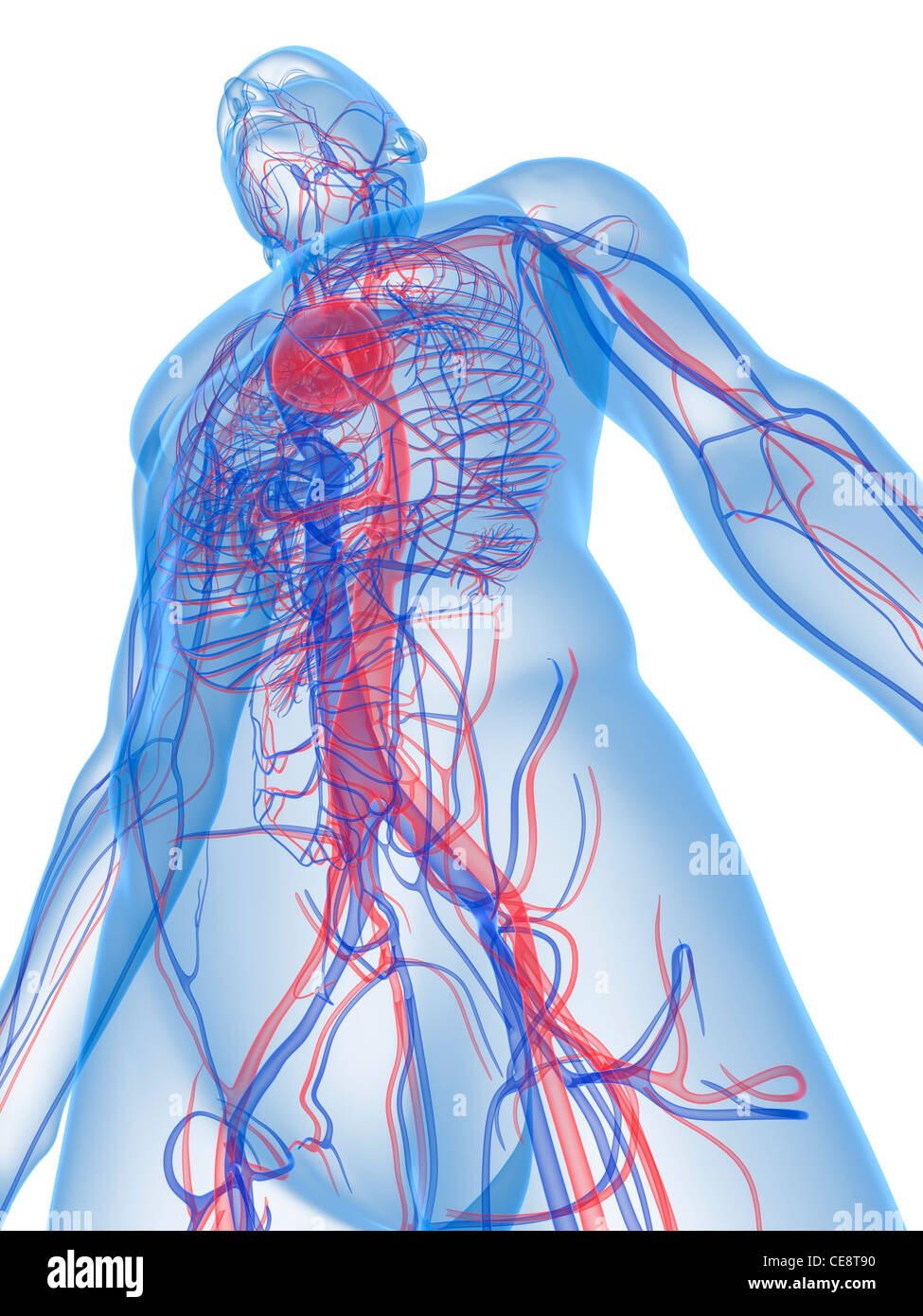 Système cardiovasculaire, l'art de l'ordinateur. Banque D'Images