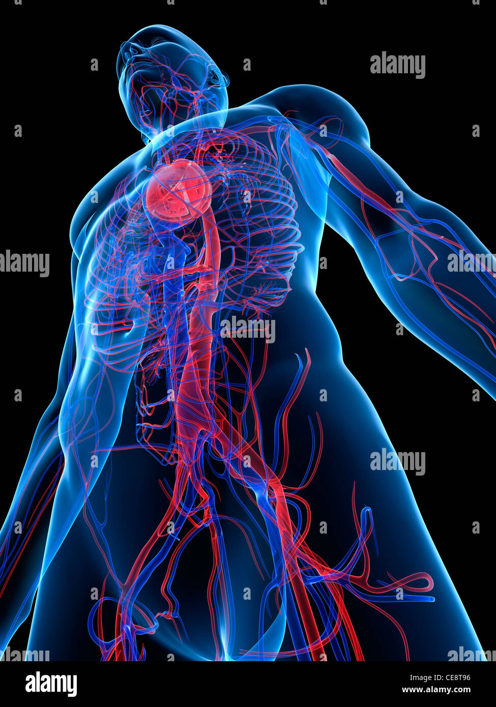 Système cardiovasculaire, l'art de l'ordinateur. Banque D'Images