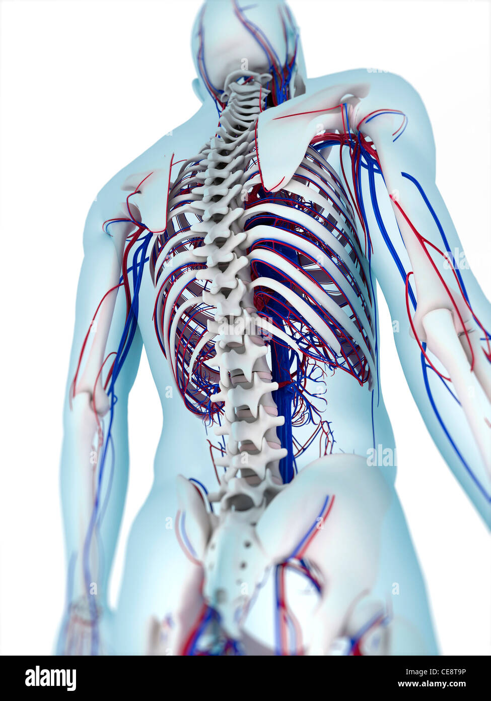 L'anatomie humaine. L'oeuvre de l'ordinateur montrant les os et système vasculaire. Banque D'Images