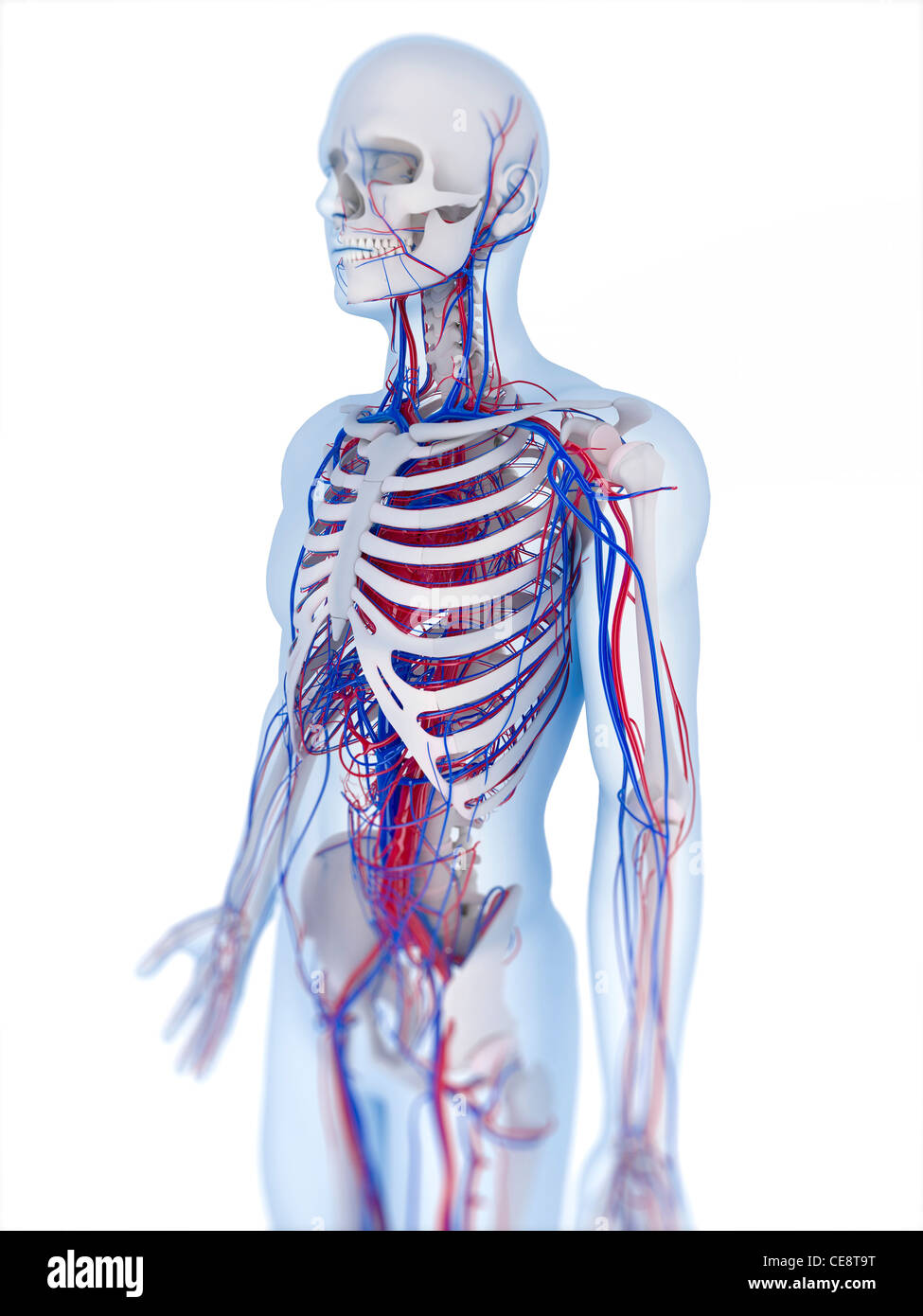 L'anatomie humaine. L'oeuvre de l'ordinateur montrant les os et système vasculaire. Banque D'Images