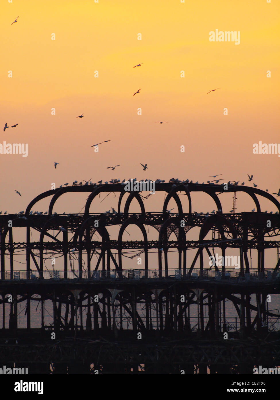 L'iconique Brighton West Pier au coucher du soleil comme des troupeaux de mouettes autour de l'essaim et la perche sur sa structure squelettique. Banque D'Images