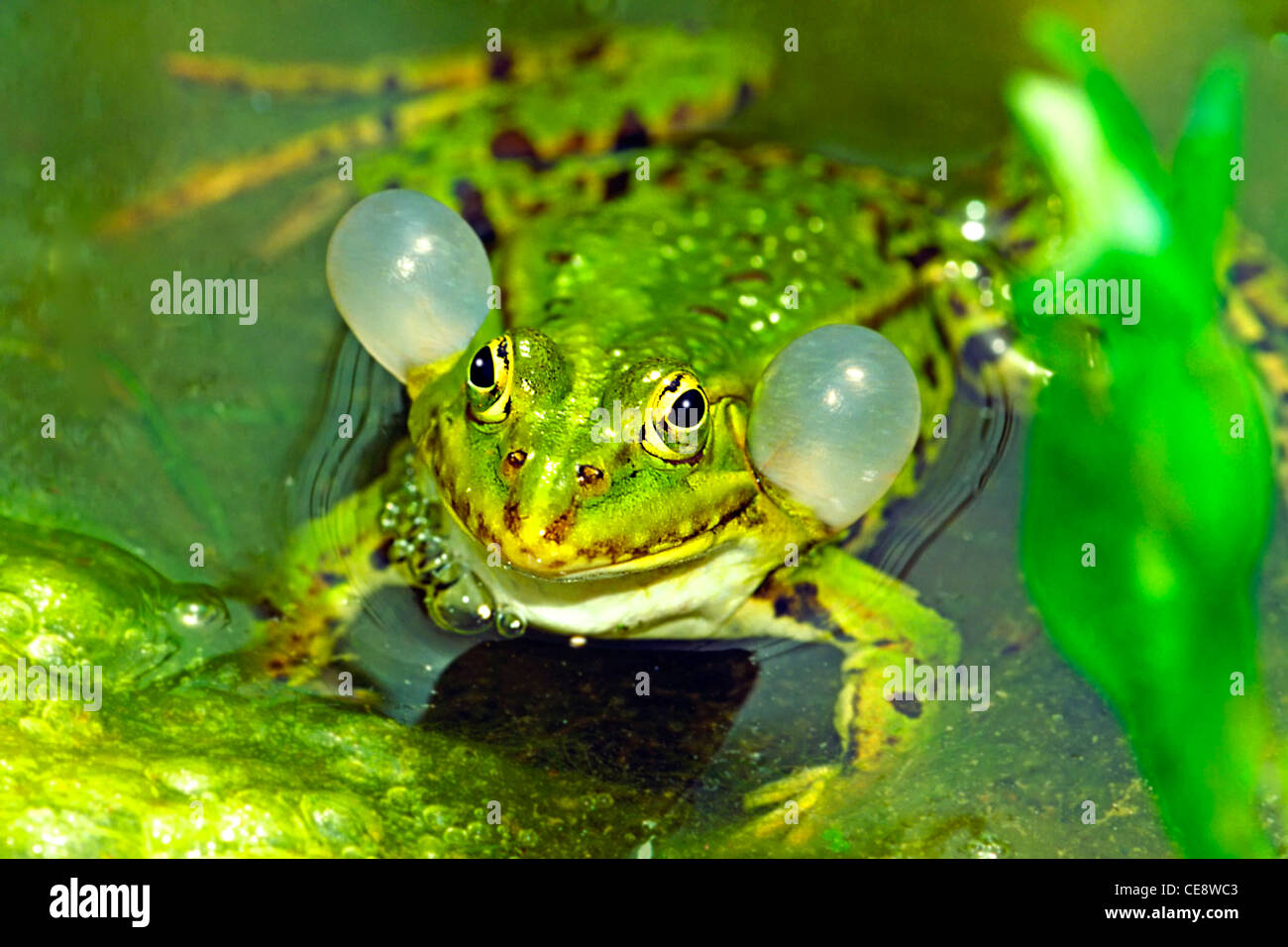 Grenouille de piscine Banque D'Images