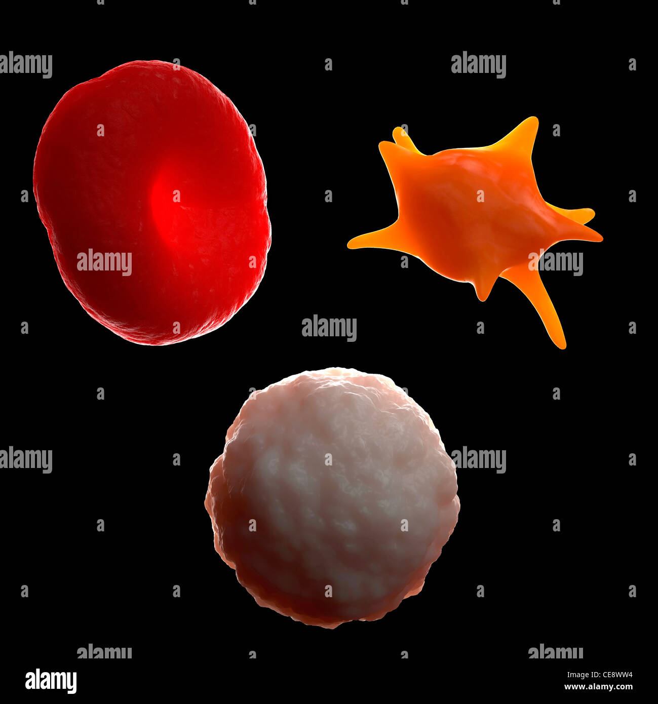 Les cellules sanguines. L'oeuvre de l'ordinateur d'un globule rouge (en  haut à gauche), de plaquettes (en haut à droite) et d'un globule blanc (en  bas Photo Stock - Alamy